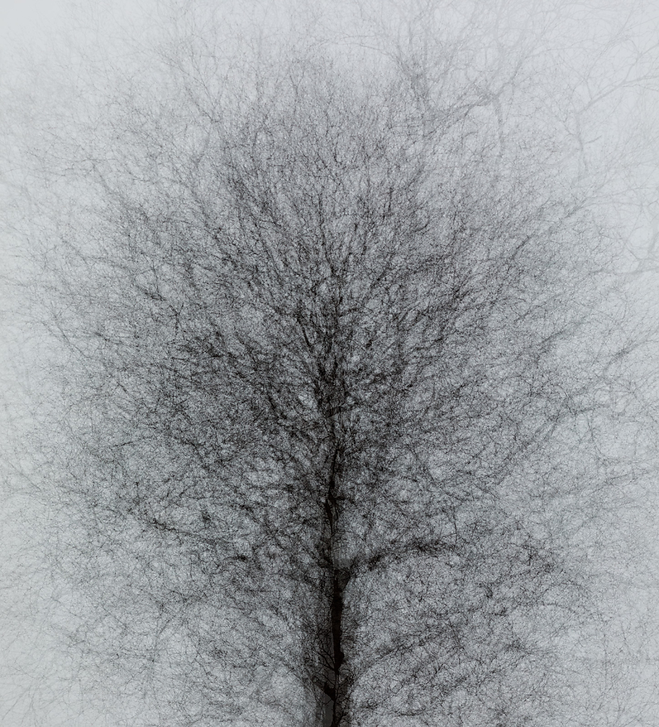 Tree Of Uncertainty